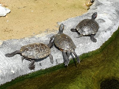 Image of Southsea Aquarium