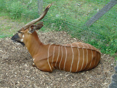 Image of Marwell Zoo