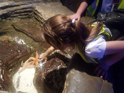 Image of Year 4 trip to Sea Life Centre