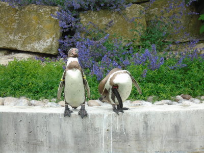 Image of Receptions visit to Marwell Zoo