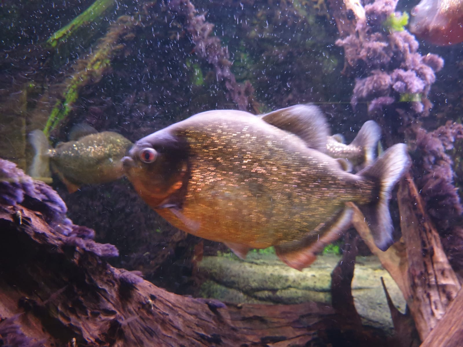 Image of Southsea Aquarium