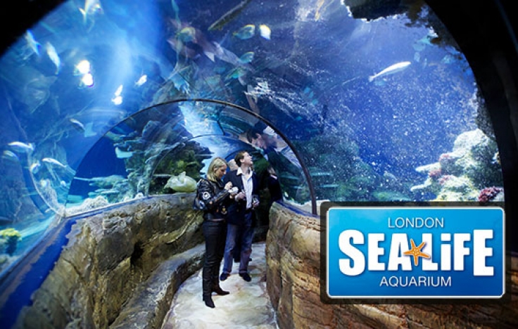 Image of Year 4 Trip to the Sealife Centre