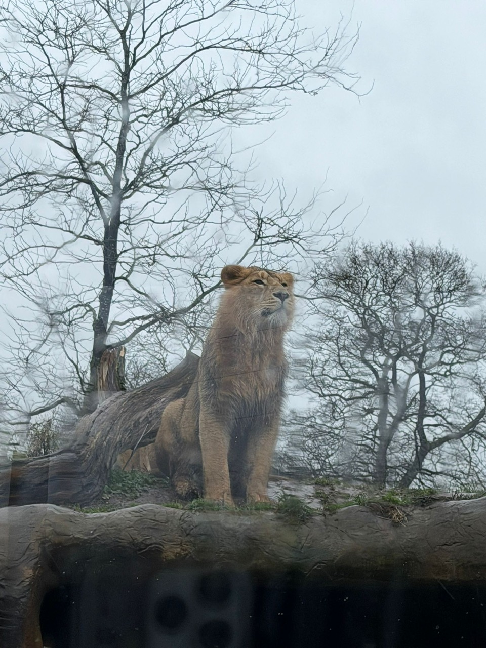 Image of Chestnut and Reception trip to Chester Zoo