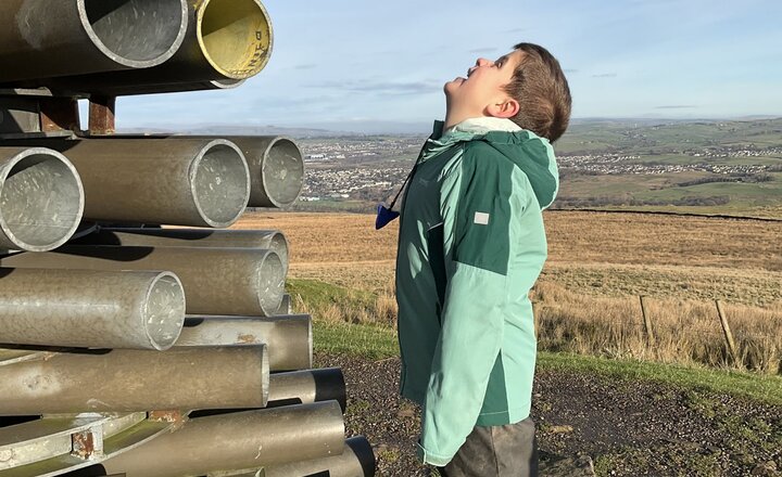 Image of Elm tree - Trip to the Singing Ringing Tree!