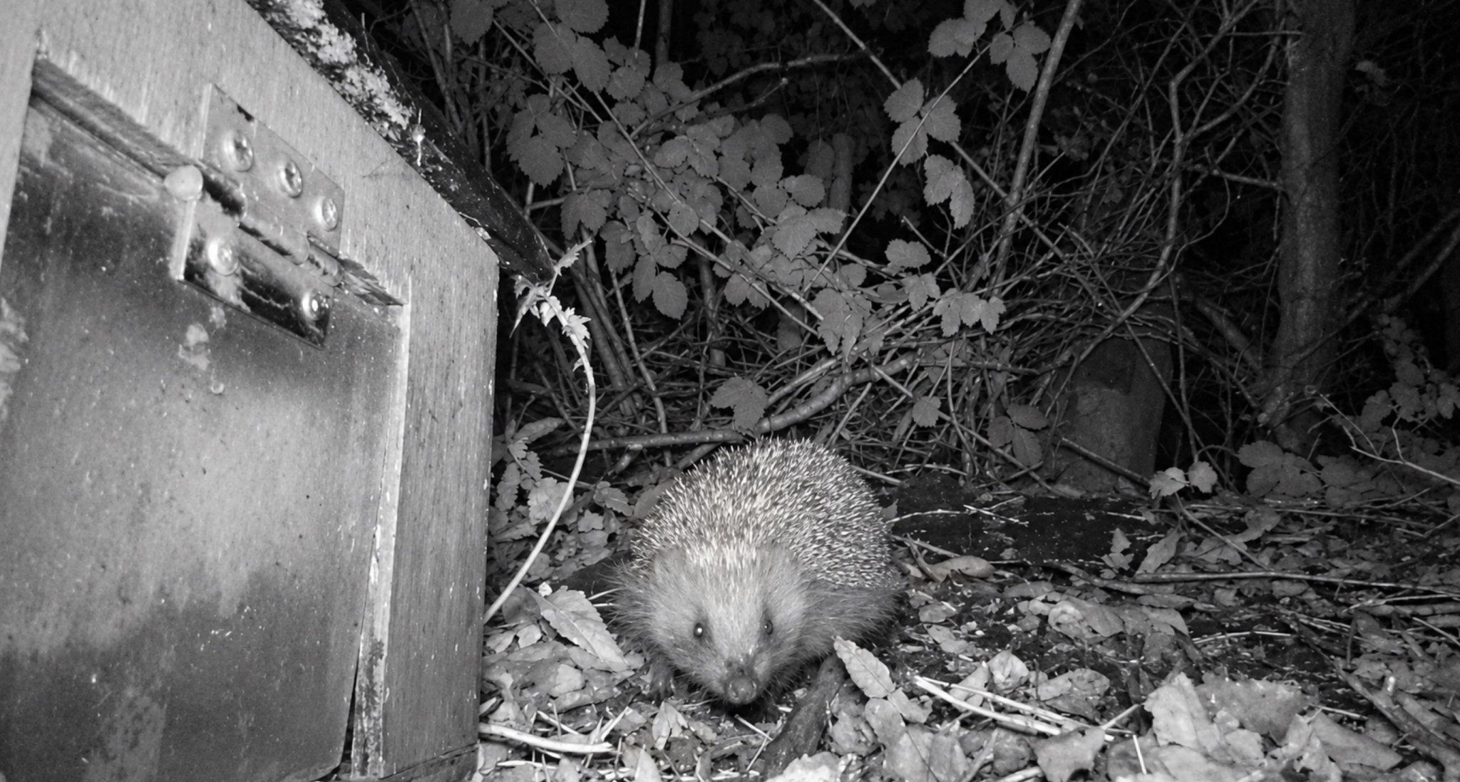 Image of A Very Special New Arrival to Our School Garden!
