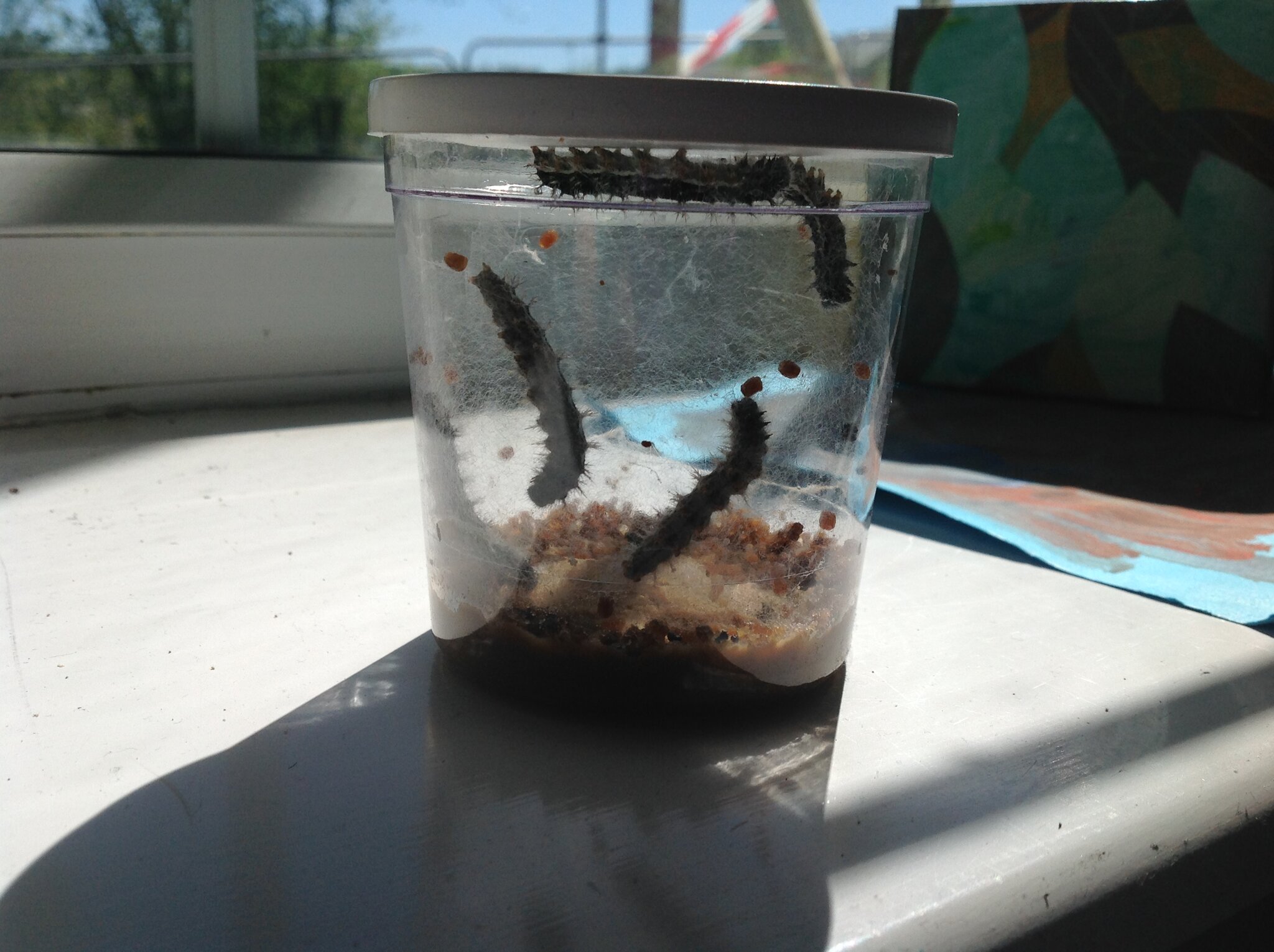 Image of It's All Grow in Year 1!