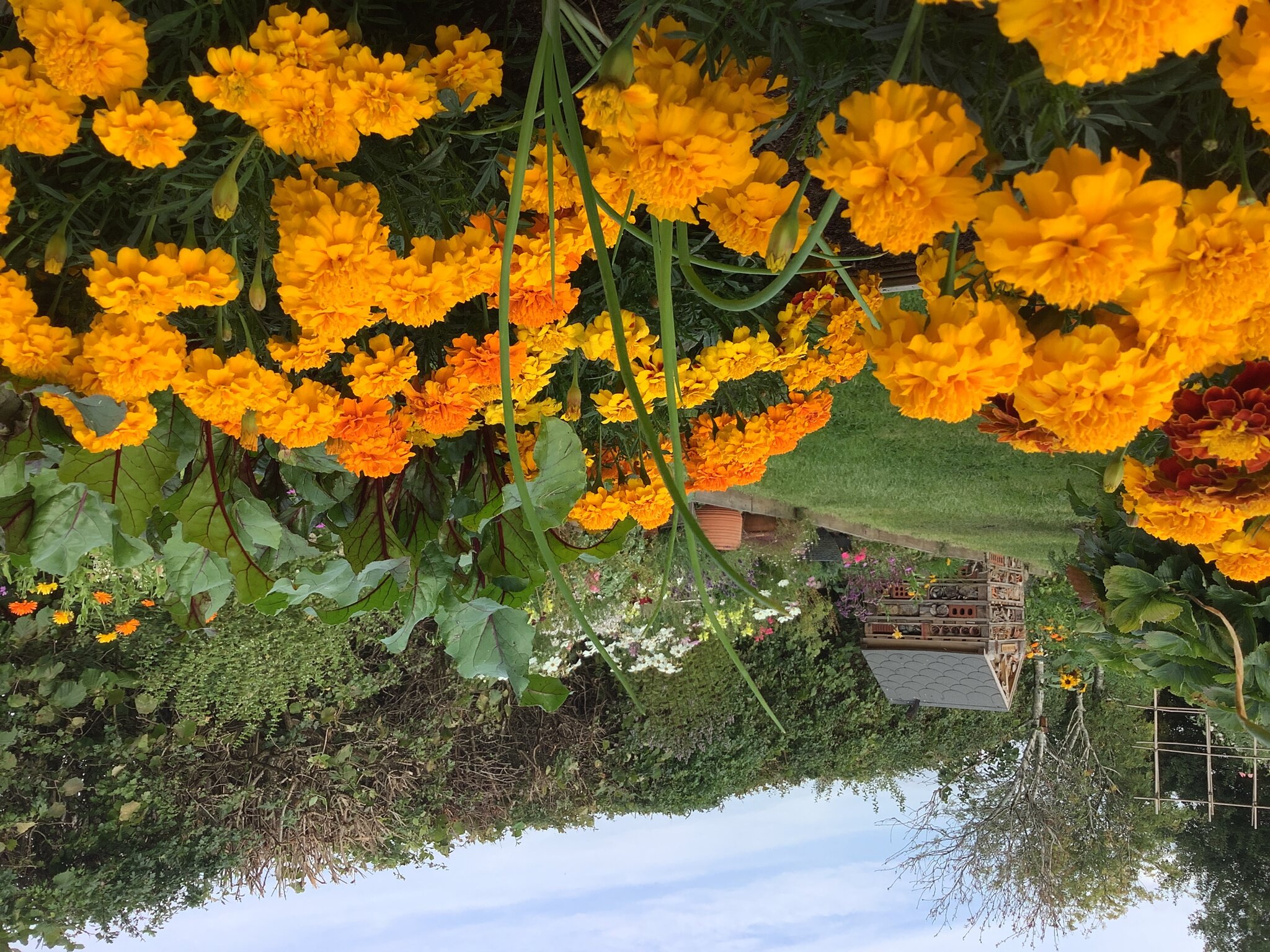Image of A Look Back at Our School Garden