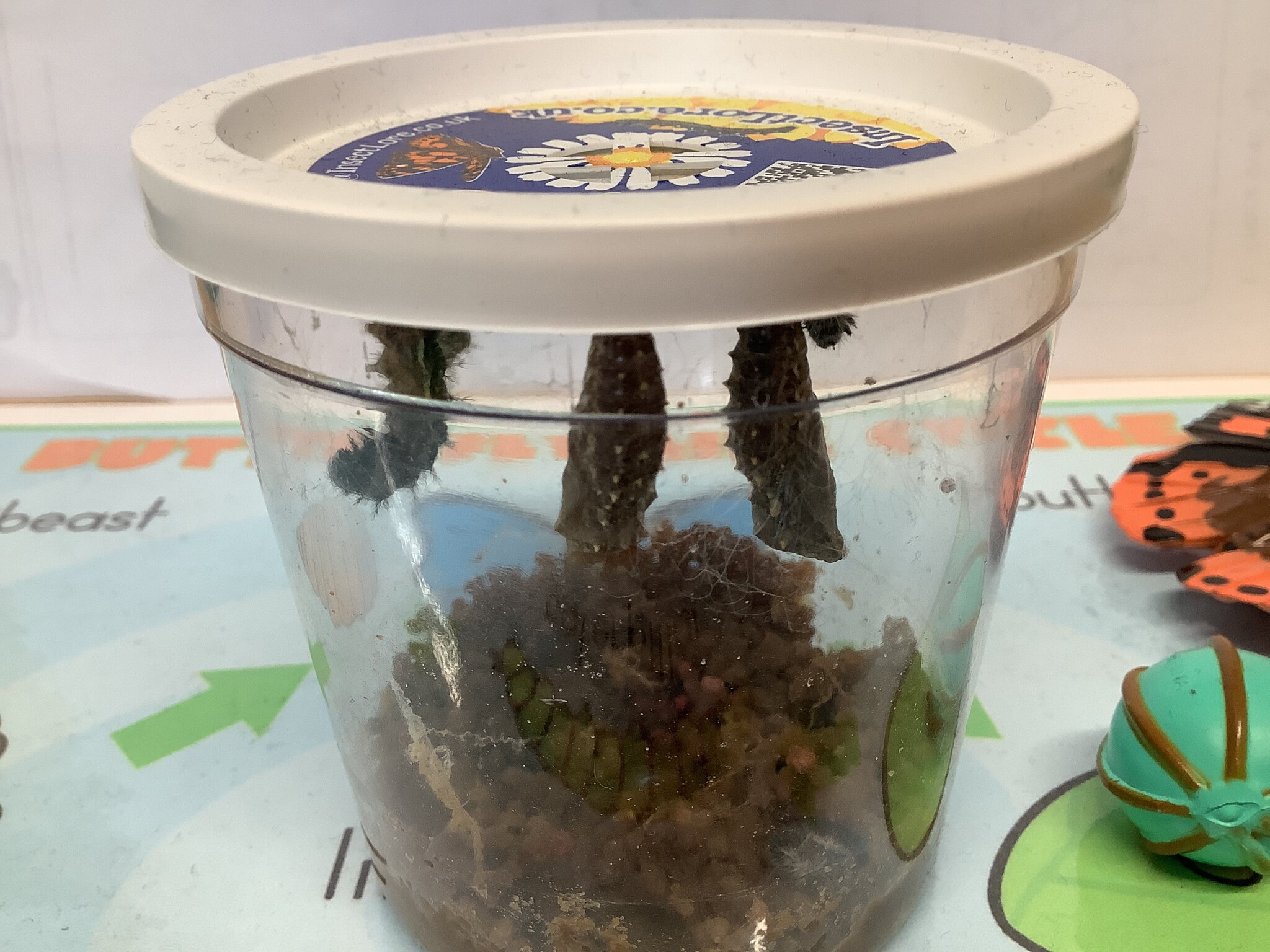 Image of Important Caterpillar Update