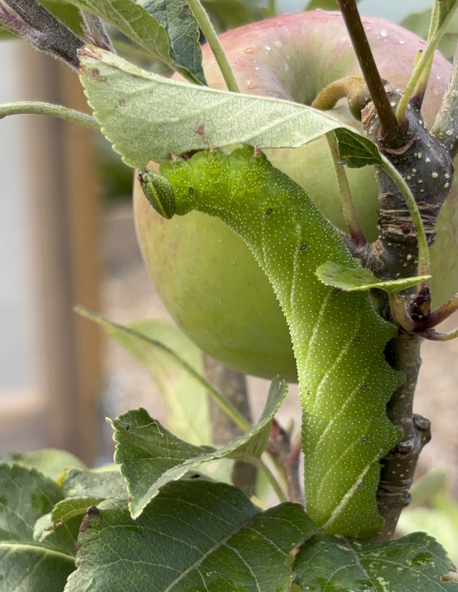 Image of The Very Hungry Caterpillar has arrived in our school garden!