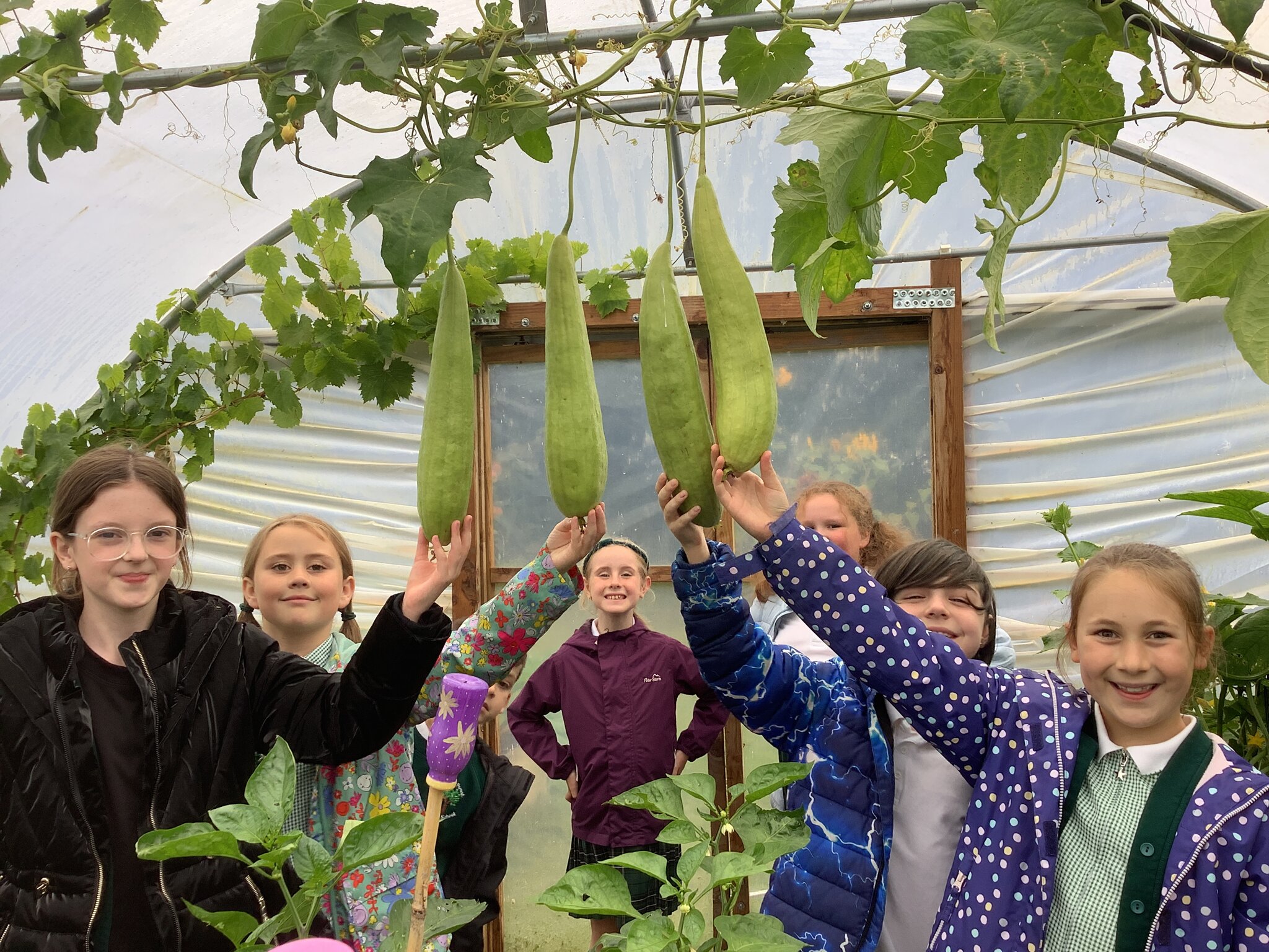 Image of Growing Sponges in Trawden!