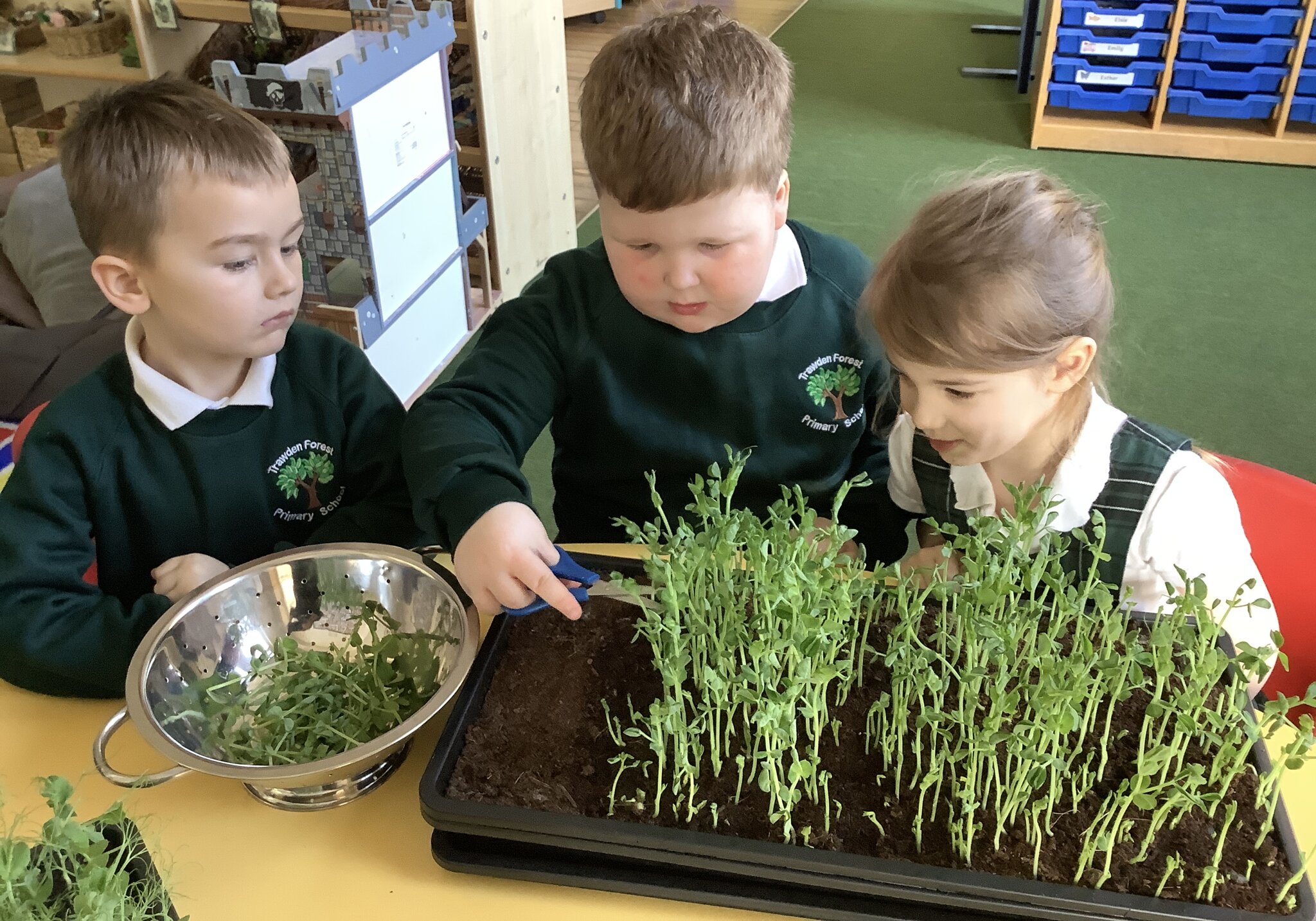 Image of Tiny Shoots, Big Flavours!
