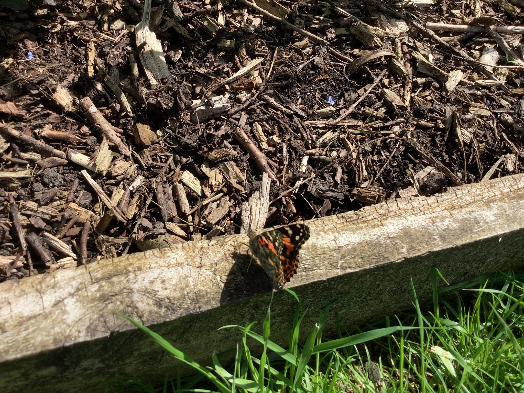 Image of Bye Bye Butterflies