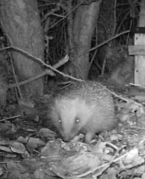 Image of Hogging the Spotlight: Hazel’s Here!