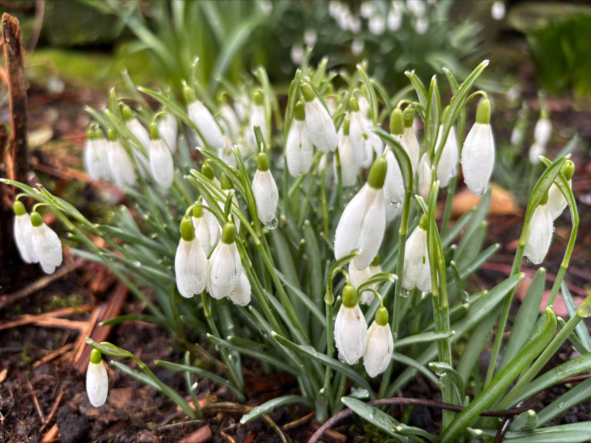 Image of Springing into March in Our School Garden!