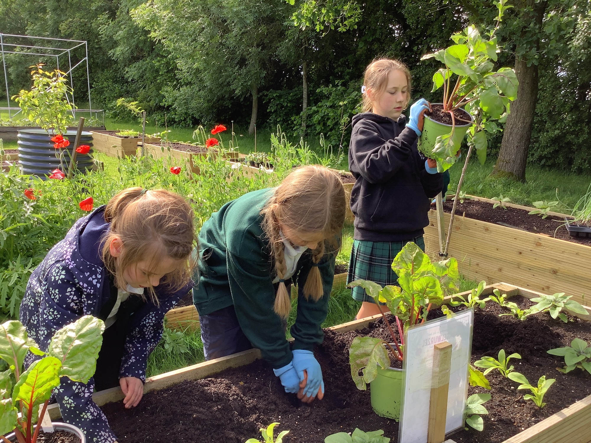Image of From Garden to Plate…and Back to the Garden!
