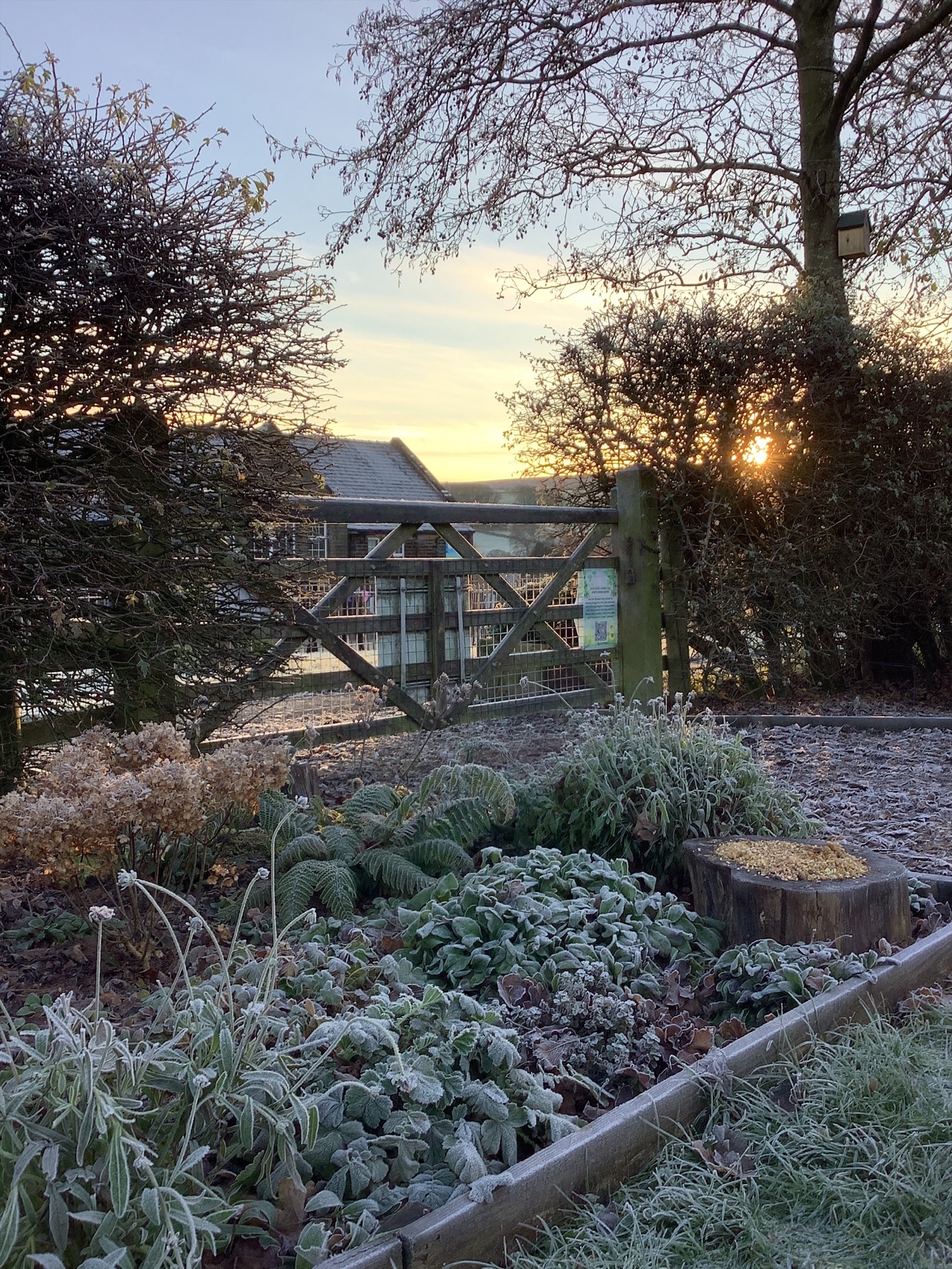 Image of Winter Wonders in Our School Garden