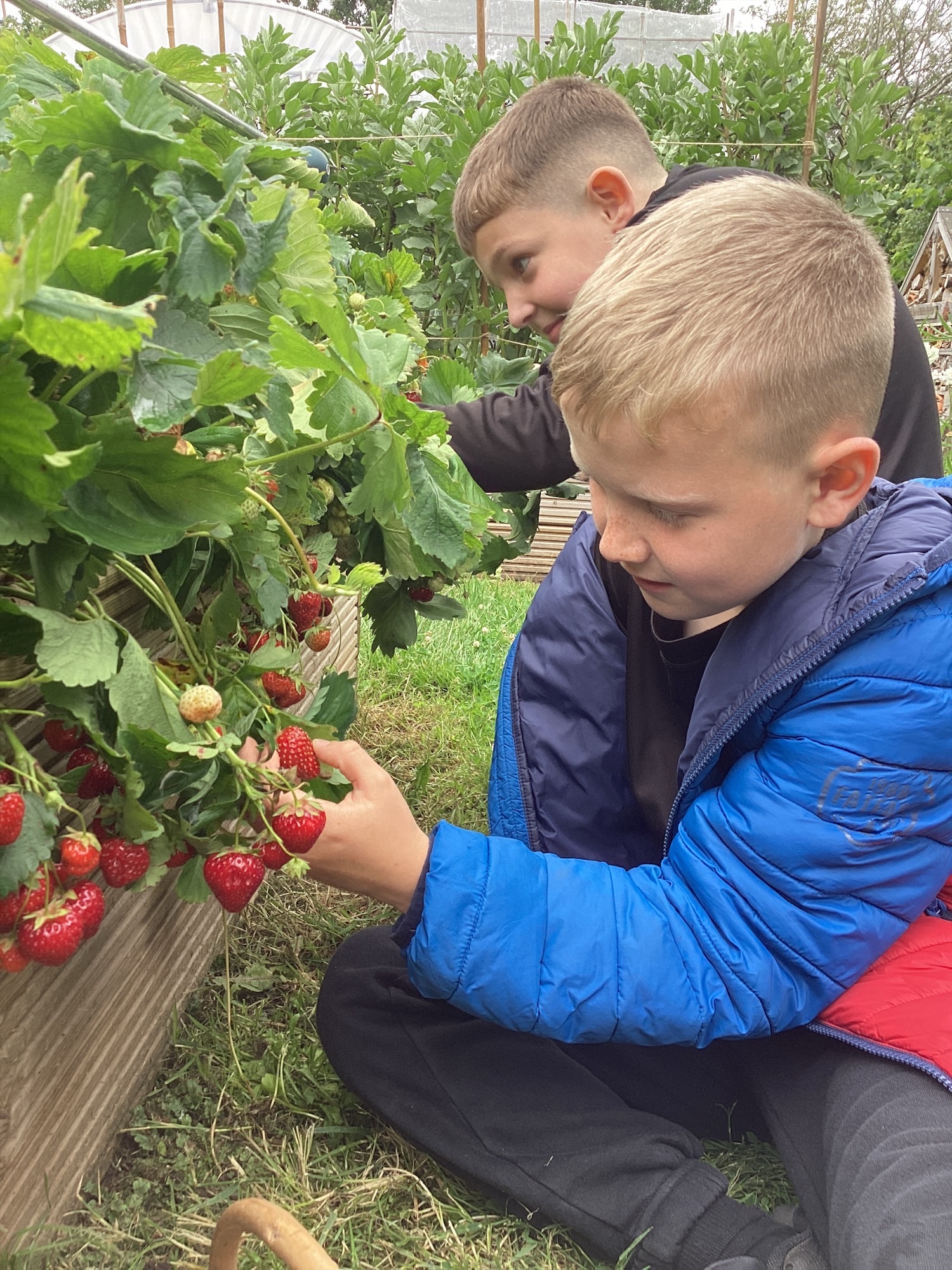 Image of A Taste of Wimbledon in Our School Garden!