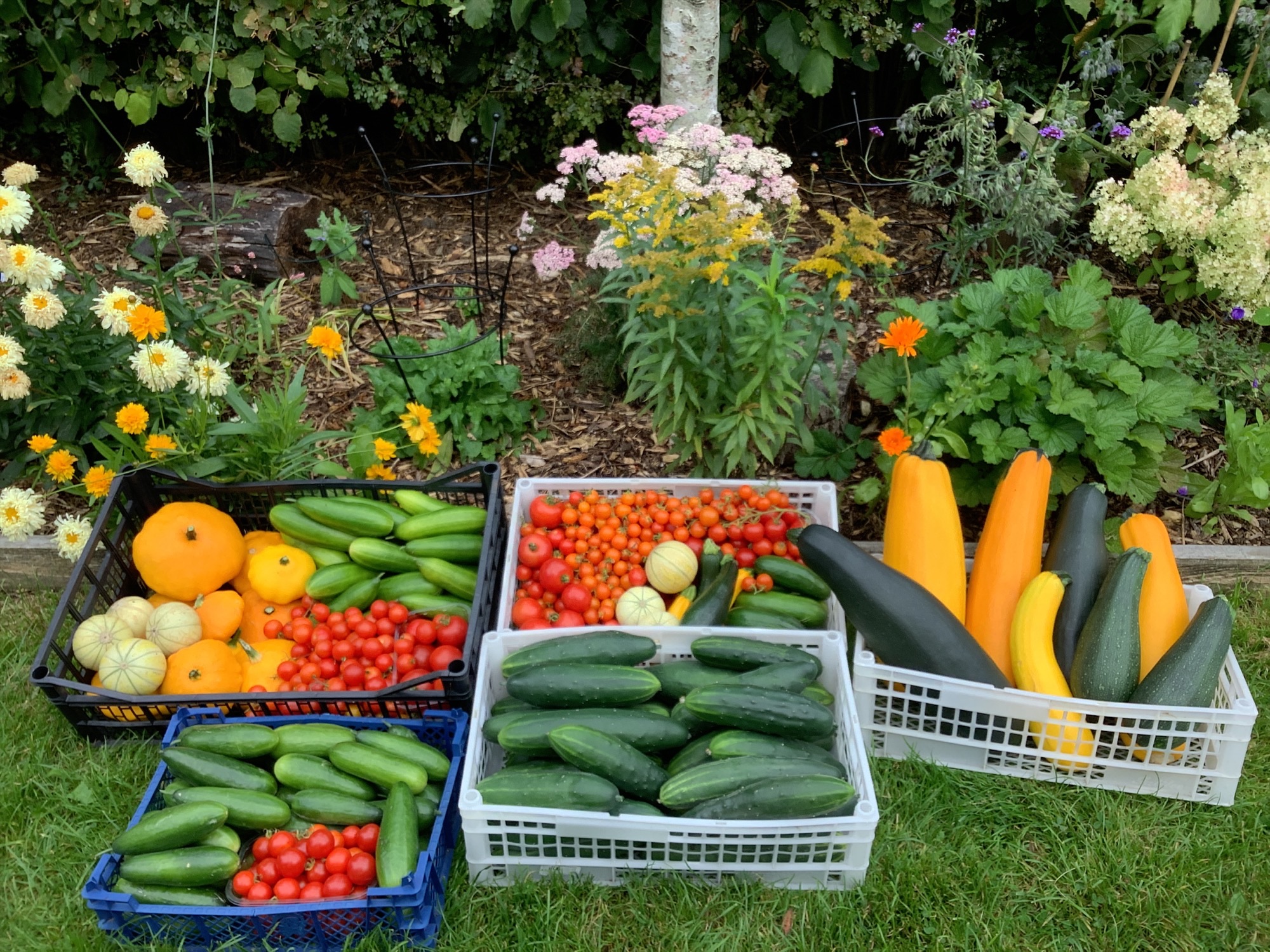 Image of School Garden Summer Update