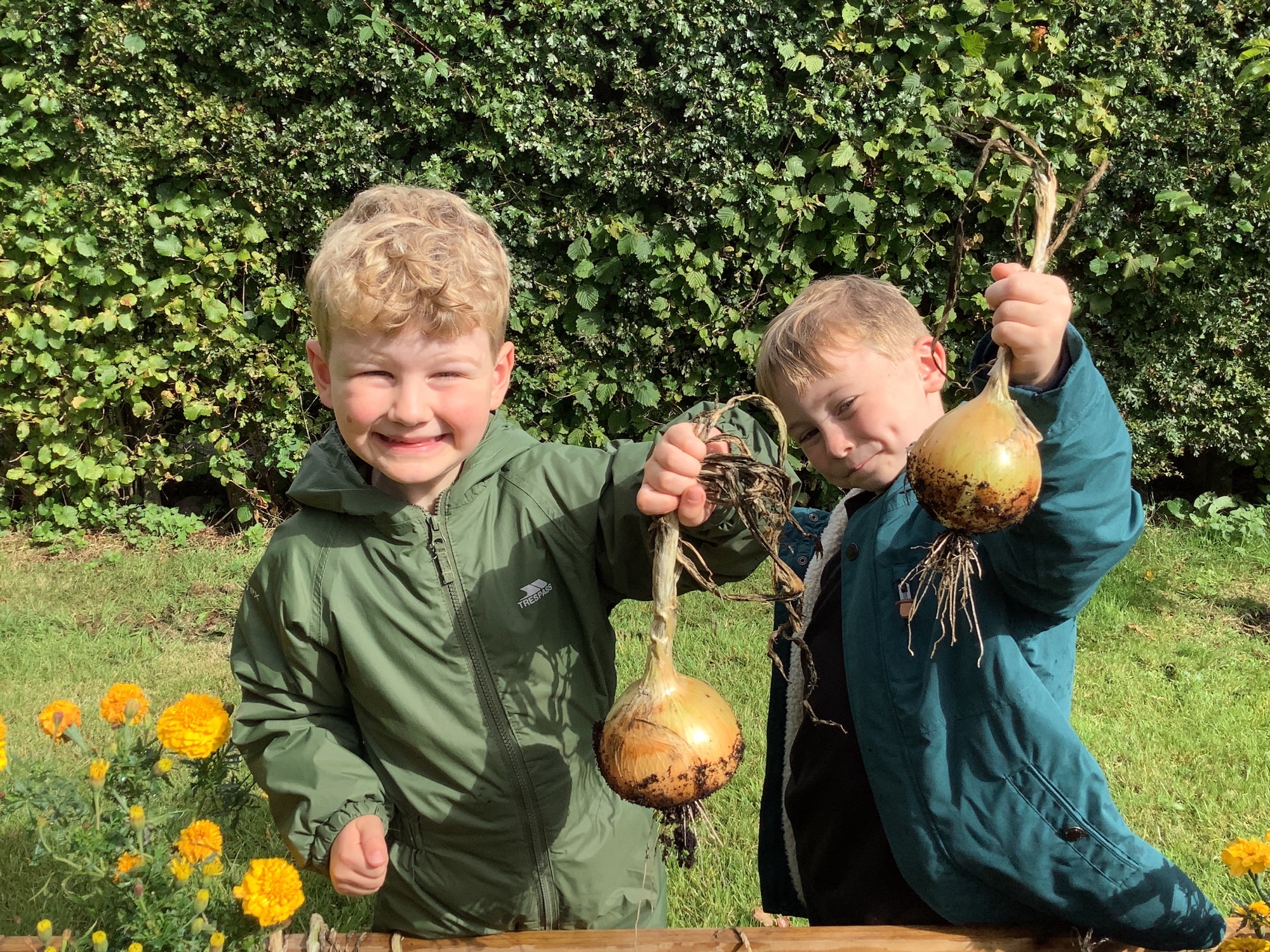 Image of Growth, Learning and Harvests – Year One Gardening Gang in Action