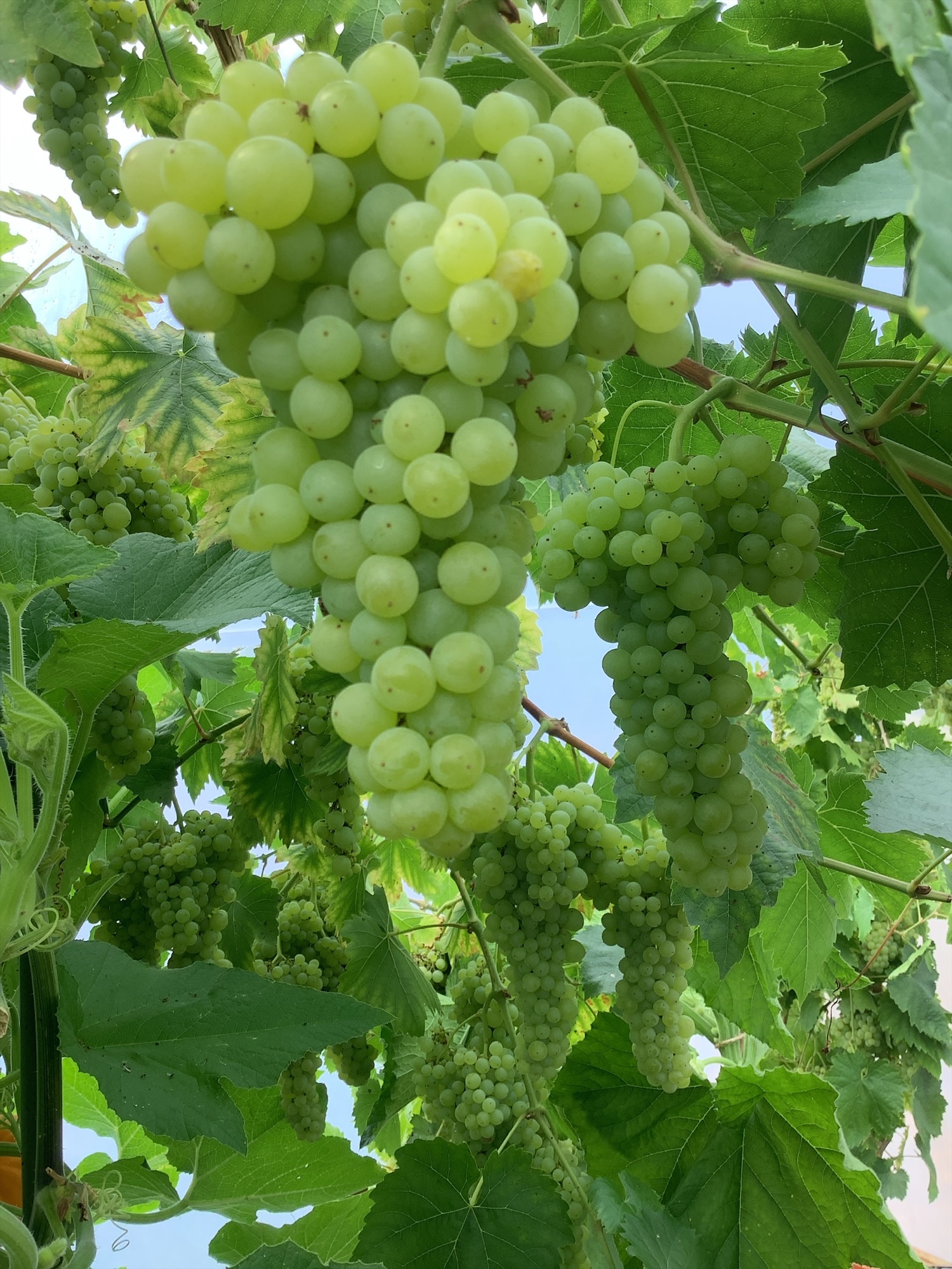 Image of Grape Expectations!