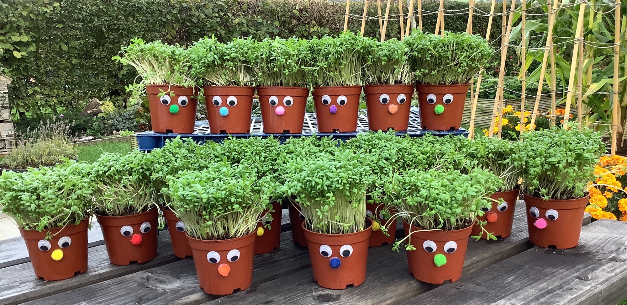 Image of Cress Pot Men - Growing in Style