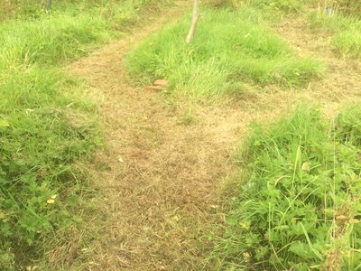 Image of Forest School