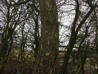 Image of Tree Faces