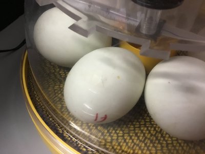 Image of Pipped eggs