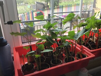 Image of beanstalks