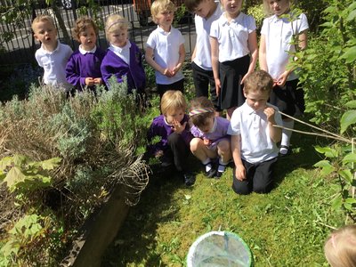 Image of Butterfly Release