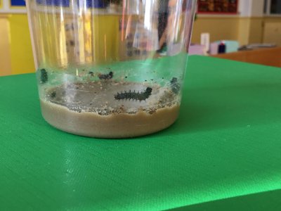 Image of Caterpillars 2