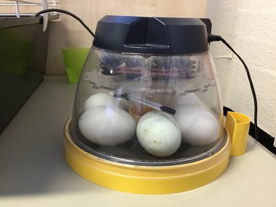 Image of Eggciting Delivery!