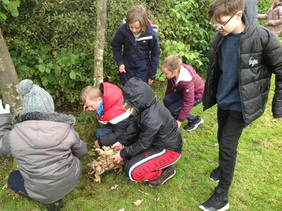 Image of Hedgehog homes