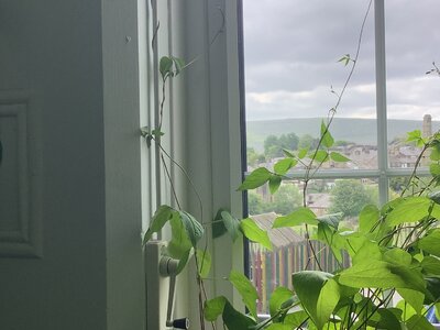 Image of More beans