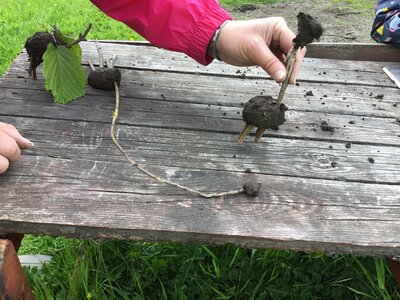 Image of Mud Creatures