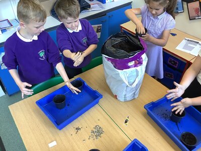 Image of Planting Sunflowers