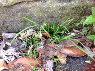 Image of Year 2 - Science Autumn Walk