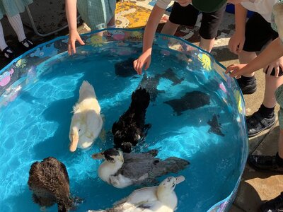 Image of EYFS and Year 1- Duck visit!