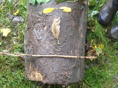Image of Year 1 Forest School - Autumn Art