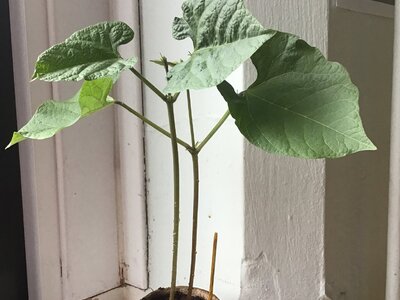 Image of Beanstalk Bedlam! - Update!