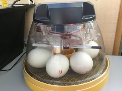 Image of Eggciting Delivery