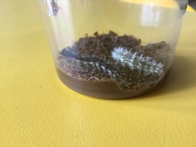 Image of Not so tiny Caterpillars