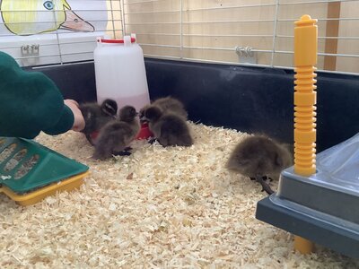 Image of EYFS Duckling update!