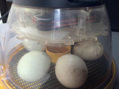 Image of Something eggciting is happening in EYFS!