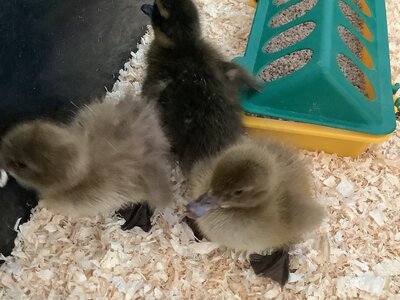 Image of EYFS have Ducklings!