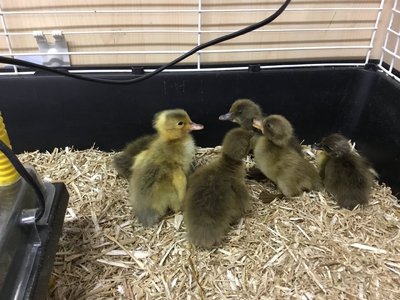 Image of We're Going Quackers!