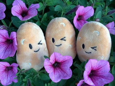 Image of Spud Buddies, Bug Buddies and Big Harvests 