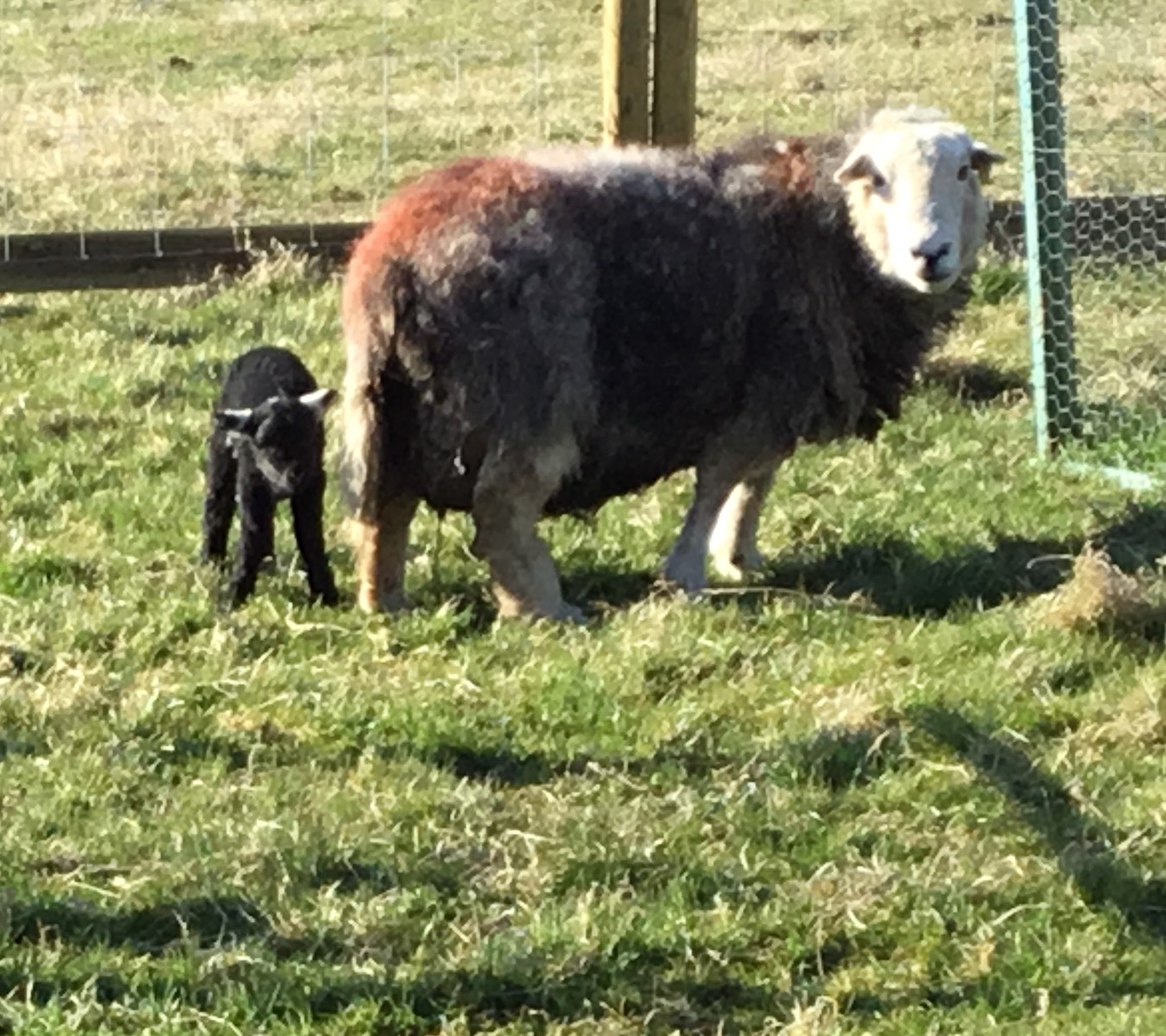 Image of Lovely Lambs