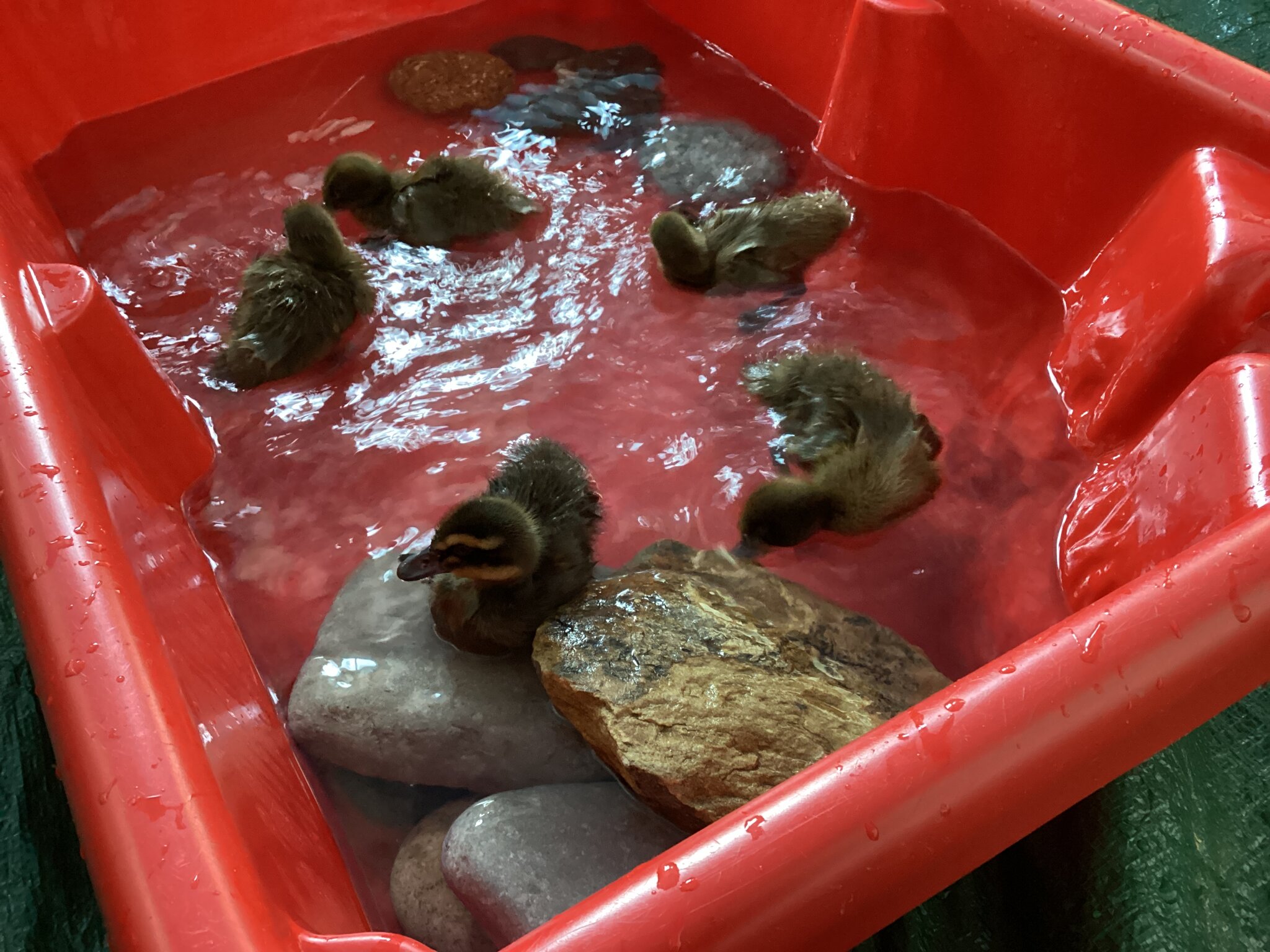 Image of It's all about the ducklings in EYFS!