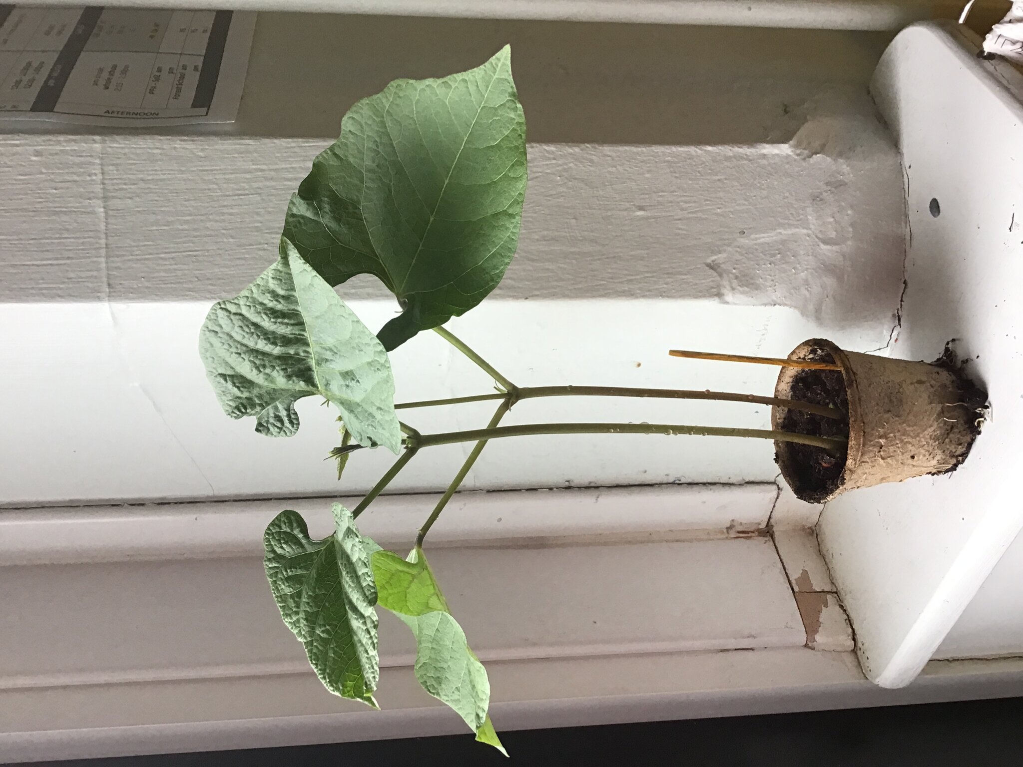 Image of Beanstalk Bedlam! - Update!